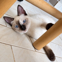 Photo de ELEA