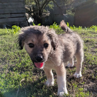 Photo de Cooper