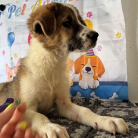 Photo de BOOMER