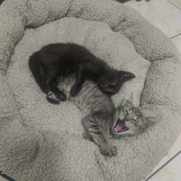 Photo de Miraï