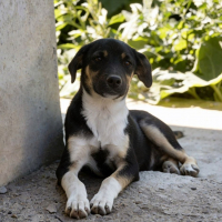 Photo de CHICO