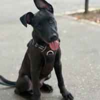 Photo de Brownie