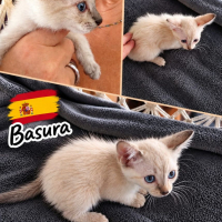 Photo de Basura