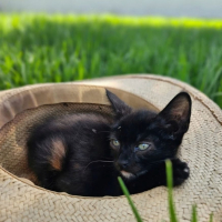 Photo de Buba