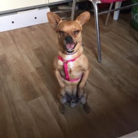 Photo de Snickers