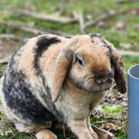 Photo de Bunny