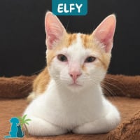 Photo de ELFY
