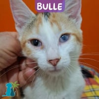 Photo de BULLE