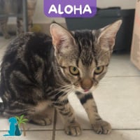 Photo de ALOHA