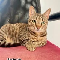 Photo de Bouboule