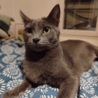 Photo de Cymbale