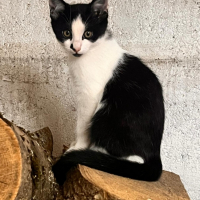 Photo de Domino