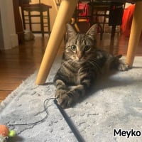 Photo de Meyko