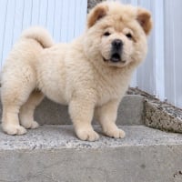Photo de Miska