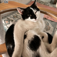 Photo de Oli
