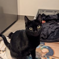 Photo de Ama