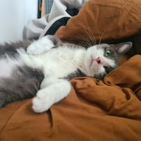 Photo de Silky