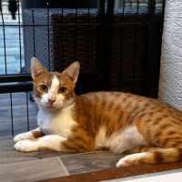 Photo de Simba