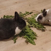 Photo de Bunny et Panpan