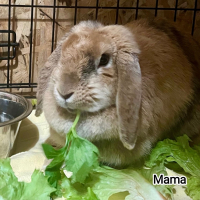 Photo de Mama