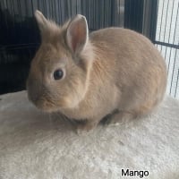 Photo de Mango