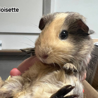 Photo de Noisette