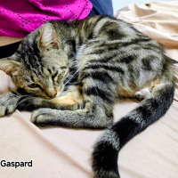 Photo de Gaspard