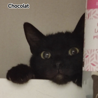 Photo de Chocolat zeytin