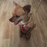 Photo de Snickers