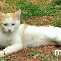 Photo de SHADOW