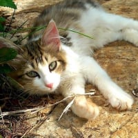Photo de FELIX