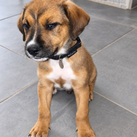 Photo de SIMBA