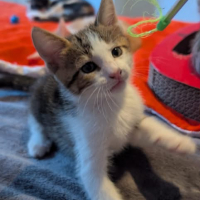 Photo de BANJO