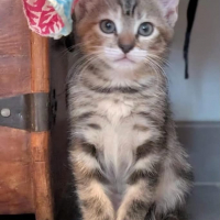 Photo de MELBA