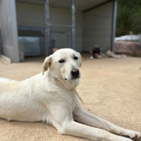 Photo de belka