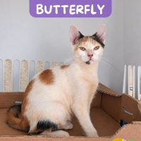 Photo de BUTTERFLY