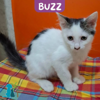 Photo de BUZZ