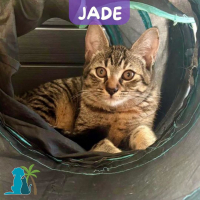 Photo de JADE