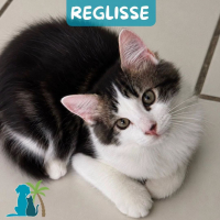 Photo de REGLISSE