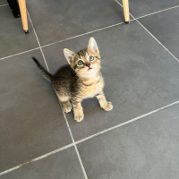 Photo de SMOKY