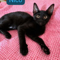 Photo de Nico