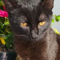 Photo de Pepon
