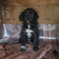 Photo de OREO