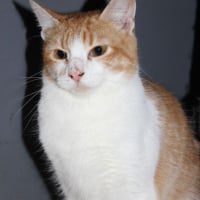 Photo de Ron