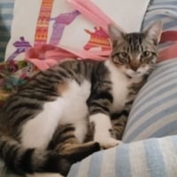 Photo de Bambino