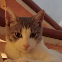 Photo de Elvis