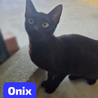 Photo de Onix