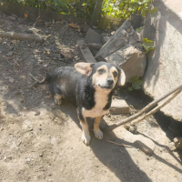 Photo de Dulce