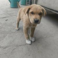 Photo de Huckleberry