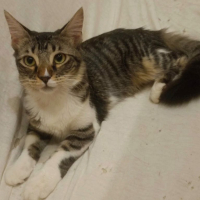 Photo de Mika